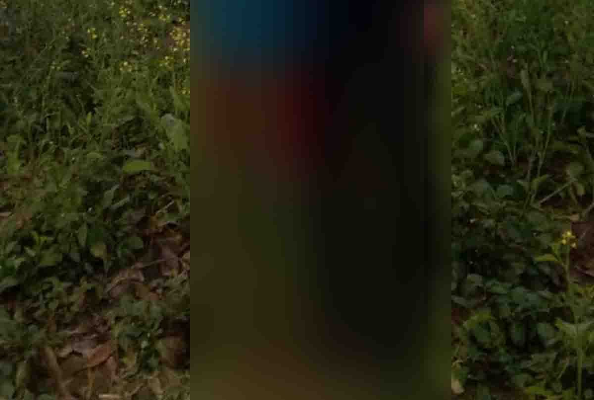UP: dead body of young man and woman found hanging on tree in Bilhaur, Kanpur, love affair was for one year