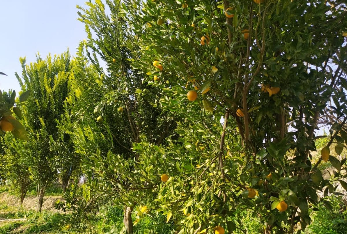 Himachal News: orange orchard in Kamrughati snow covered area in Mandi