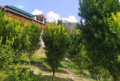 Himachal News: orange orchard in Kamrughati snow covered area in Mandi