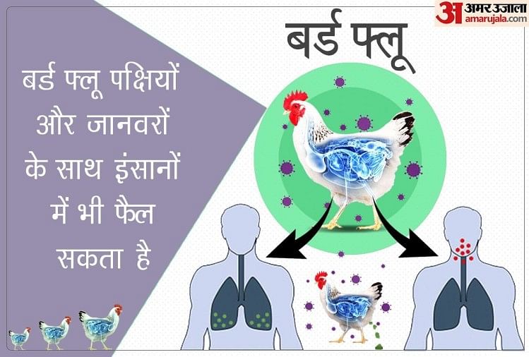 Bird Flu Risk Increasing In India Know Doctors Advice And How To