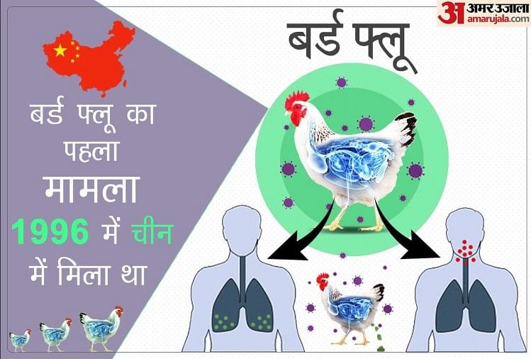 Bird Flu Newsकोरोना के बीच अब देश में बर्ड फ्लू का खतरा, ये लक्षण