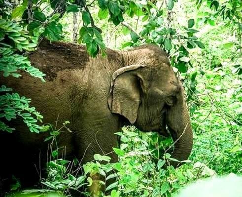 Elephants knock in Rampur mandi