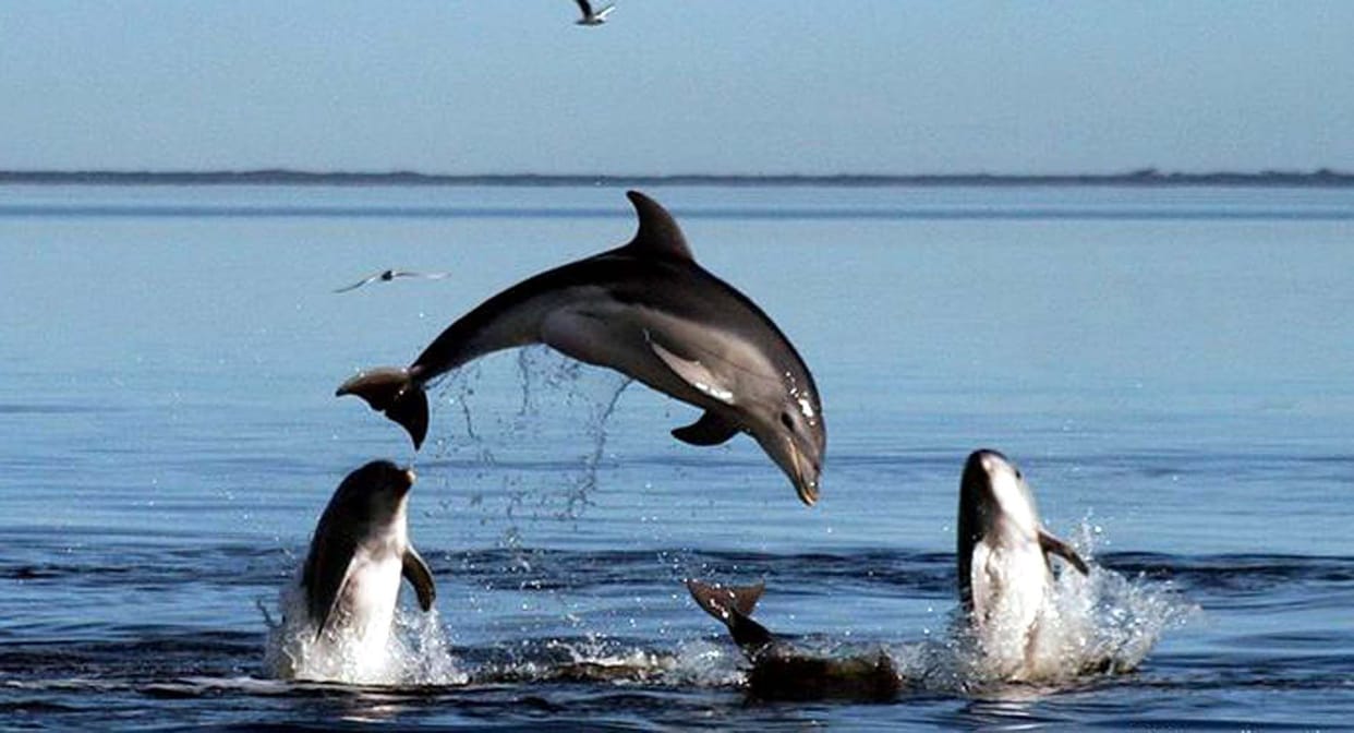 dolphin in nAHAR