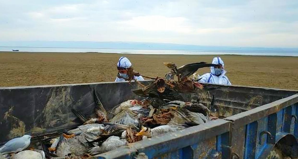 Chicken and fish shops closed due to fear of bird flu
