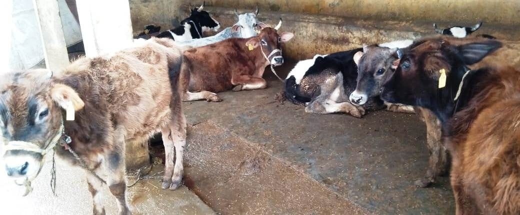 Cows are not getting fodder due to lack of budget
