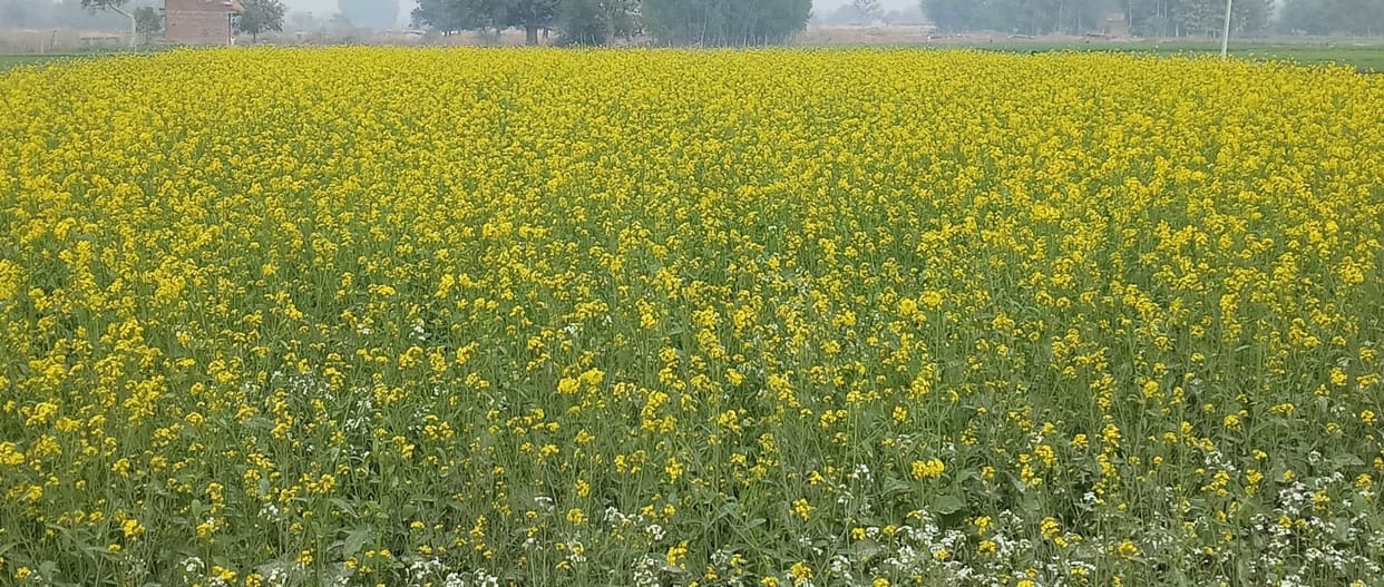 Scorched potatoes, mustard, mustard crisis