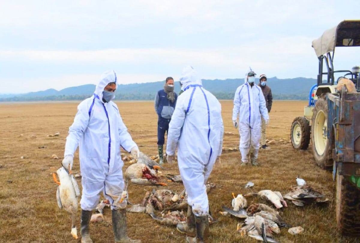 Bird Flu in Himachal Pradesh- shortage of PPE kits for staff and tamiflu medicine yet not available