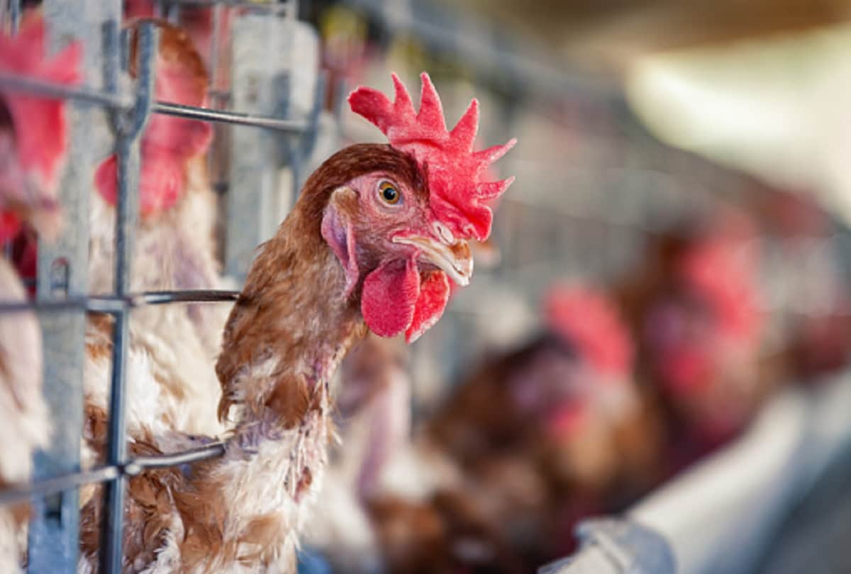 chickens will spread new virus more dangerous than coronavirus Bird Flu Avian Influenza