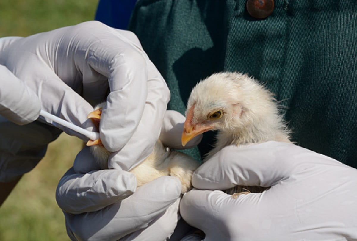 Bird flu in India avian influenza strain