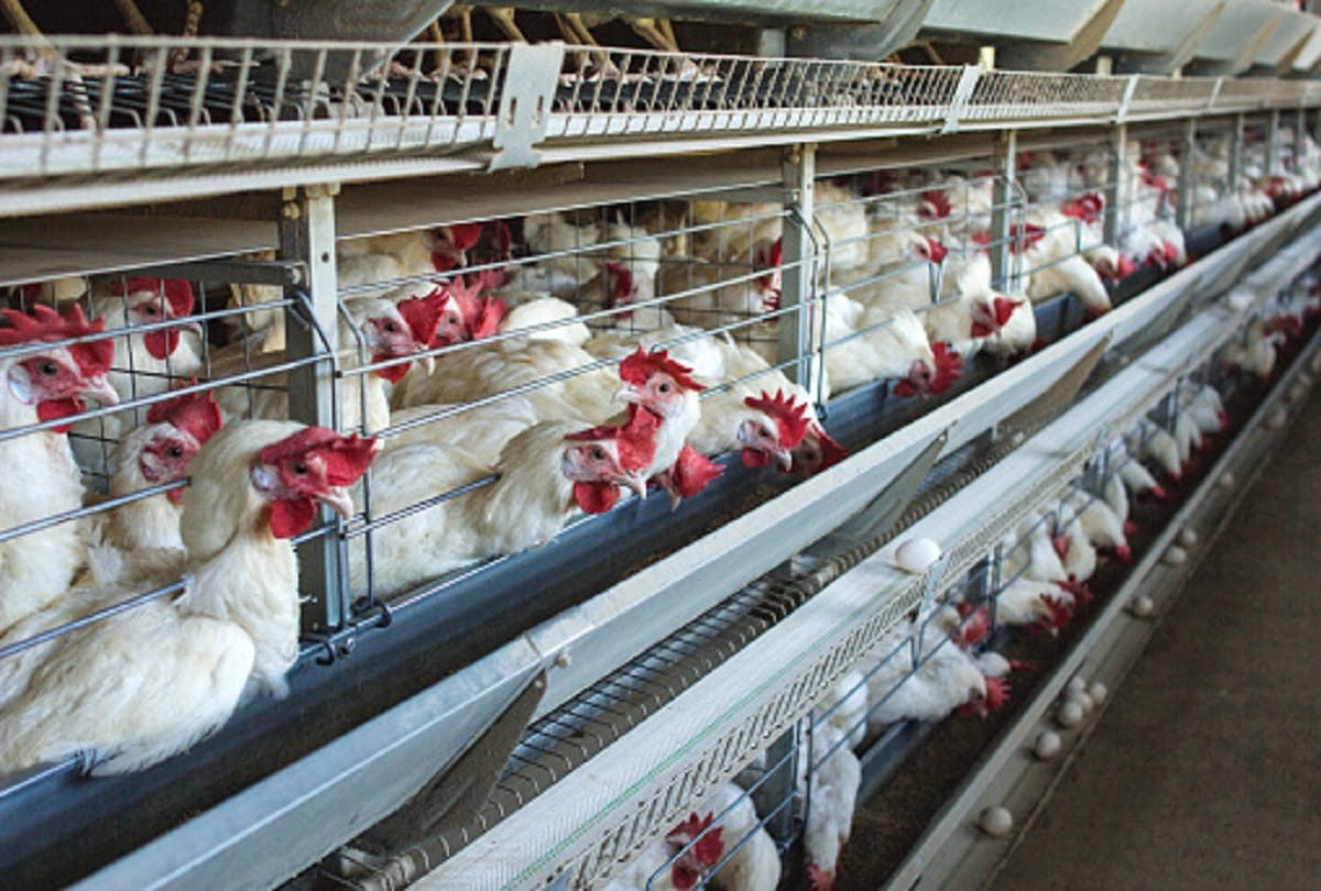Learn how dangerous bird flu is for children