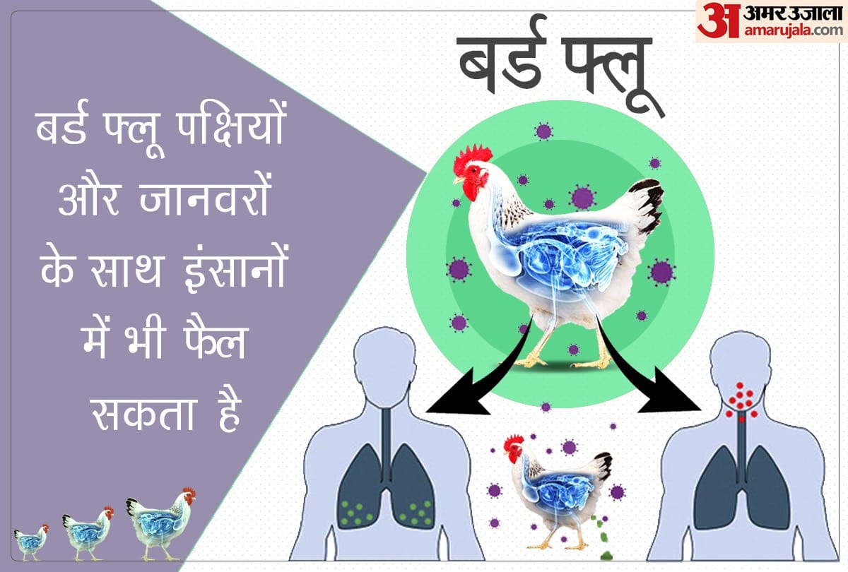 bird flu in China symptoms causes and peventions in hindi
