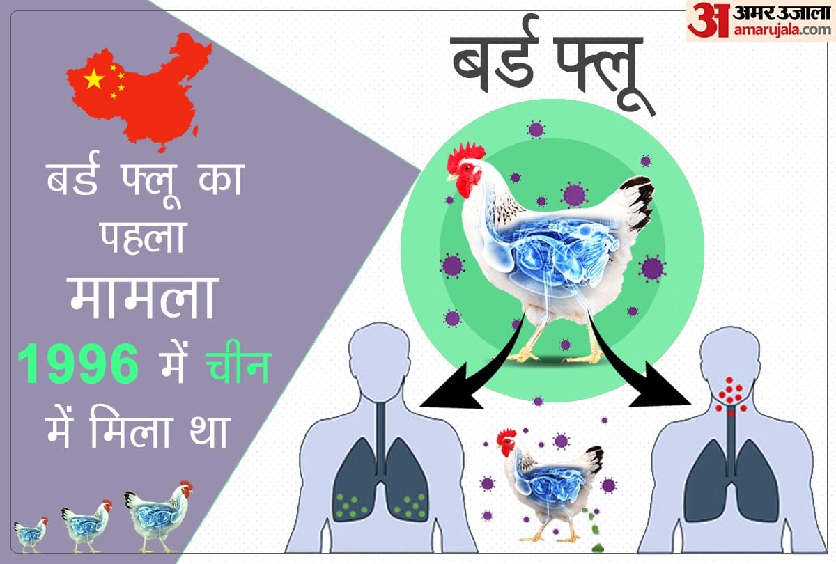 Bird Flu Symptoms bird flu in India symptoms causes and peventions in hindi