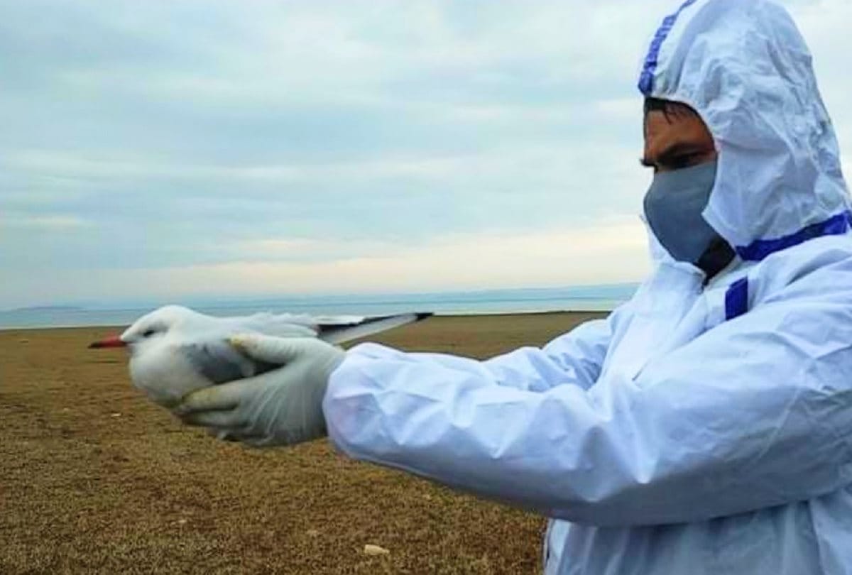 Himachal Bird Flu Virus News: Sample of Pong lake water for bird flu investigation, report awaited