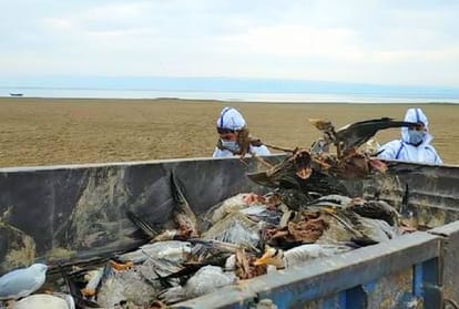 Himachal Bird Flu Virus News: Sample of Pong lake water for bird flu investigation, report awaited