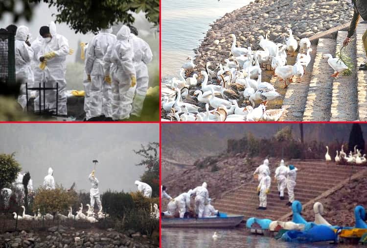 Chandigarh News in Hindi: When Ducks were killed due to bird flu in Chandigarh