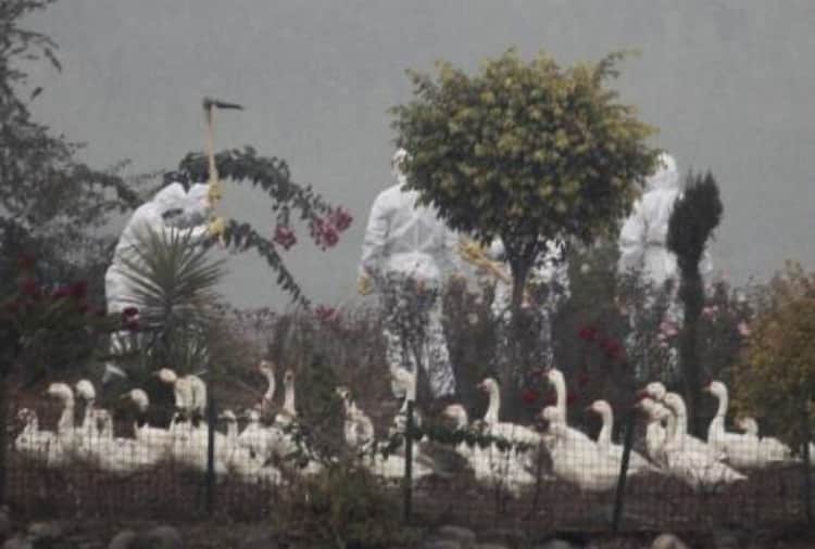 Chandigarh News in Hindi: When Ducks were killed due to bird flu in Chandigarh