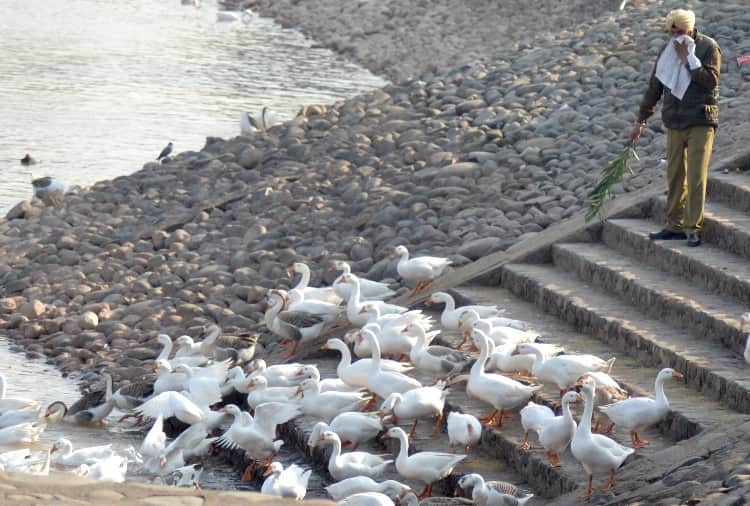 Chandigarh News in Hindi: When Ducks were killed due to bird flu in Chandigarh