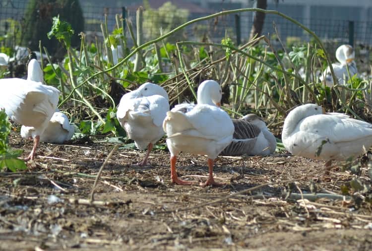 Chandigarh News in Hindi: When Ducks were killed due to bird flu in Chandigarh