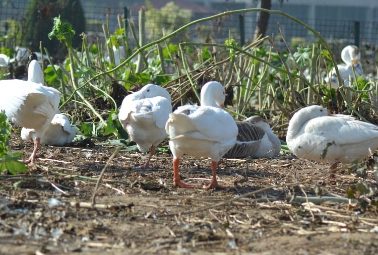 Chandigarh News in Hindi: When Ducks were killed due to bird flu in Chandigarh