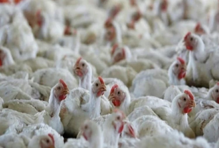 Fear of bird flu in Haryana