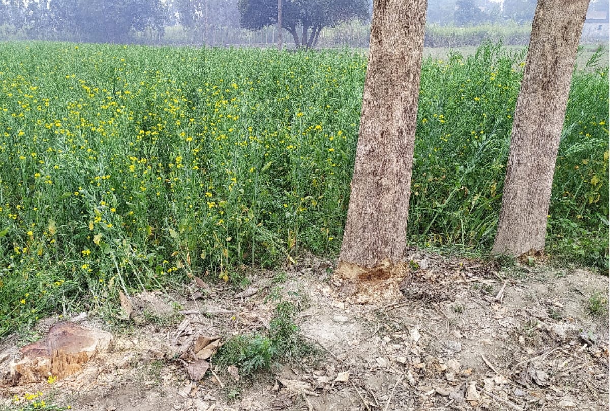eight people injured in fight for tree cutting at Kushinagar