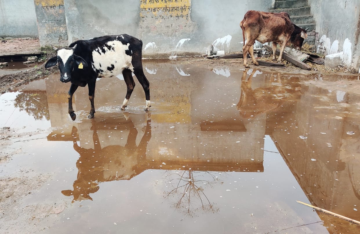 No arrangements for drainage in Jonmana's Goshala