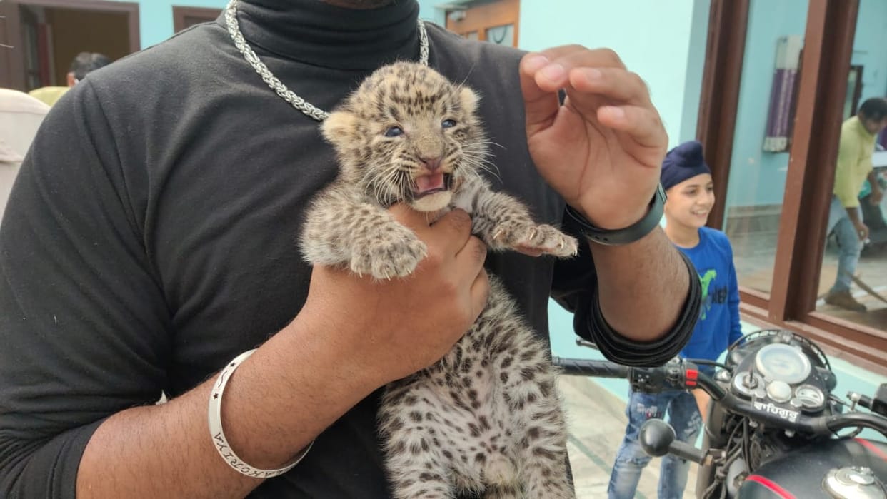 uttarakhand news :  in this city leopard cub seen, public in panic