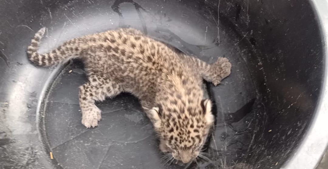 uttarakhand news :  in this city leopard cub seen, public in panic