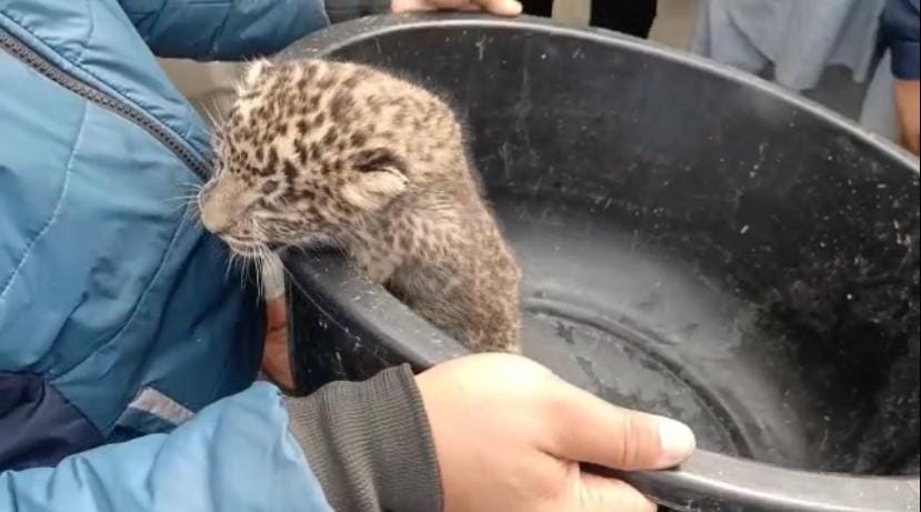 uttarakhand news :  in this city leopard cub seen, public in panic