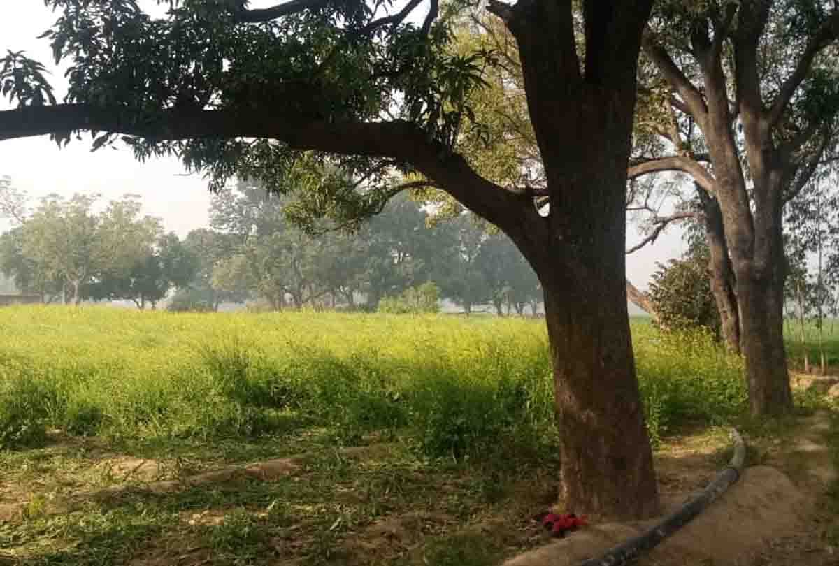 Lover couple hanged on tree, wanted to marry each other