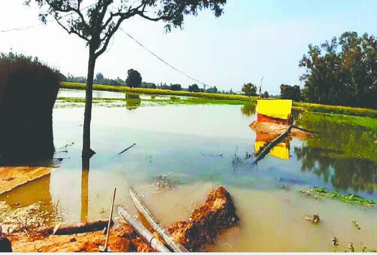 Canal dam cut six bigha crops submerged in water in kasganj