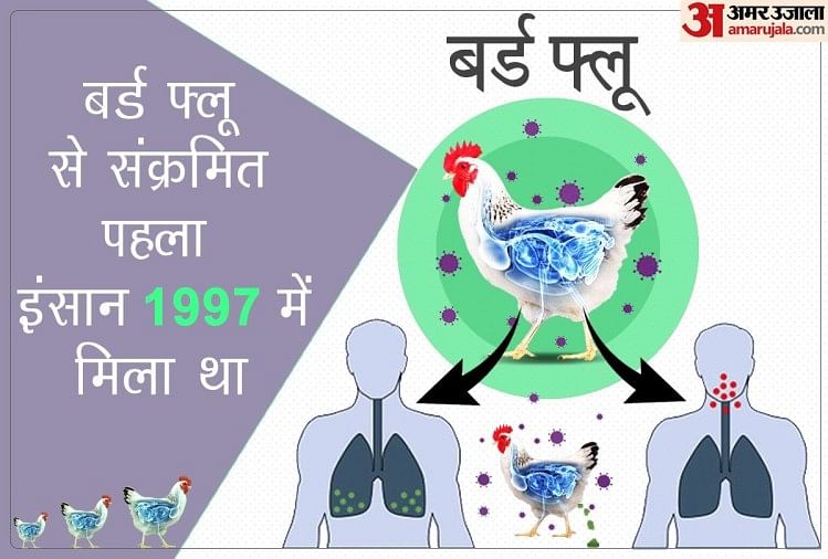 Bird Flu In Human Avian Influenza Symptoms Causes And Prevention In