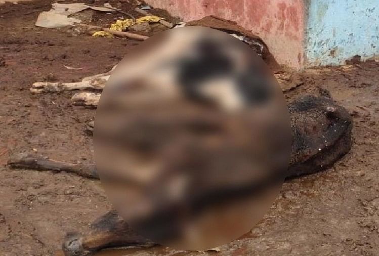 Cows dying in agony in the mud of the cow shed