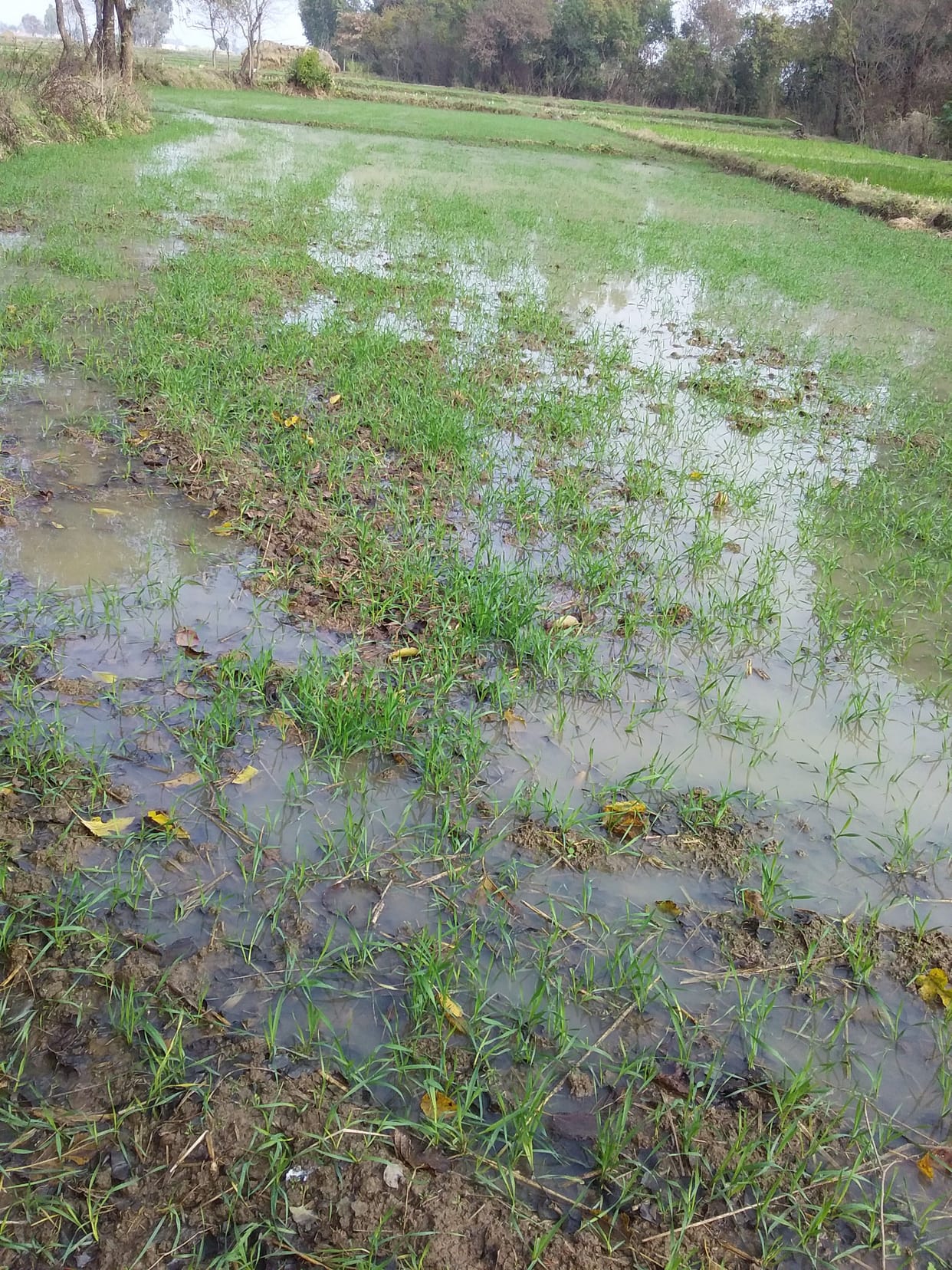 rain fal