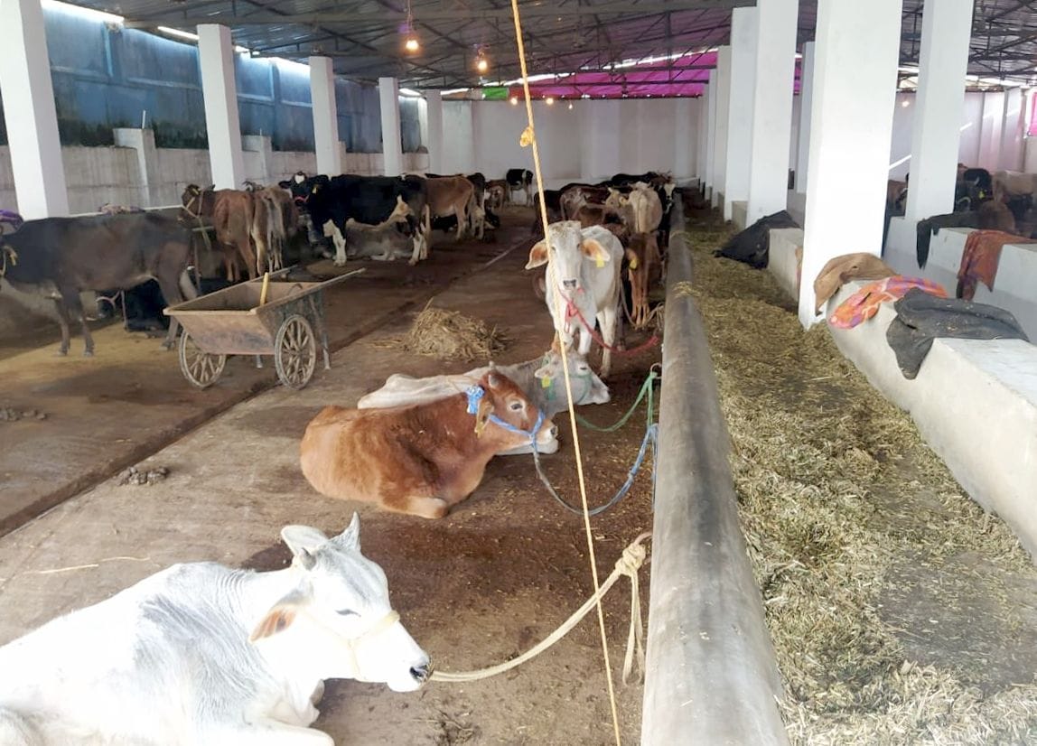 The cow's stomach was being filled with the support of the public