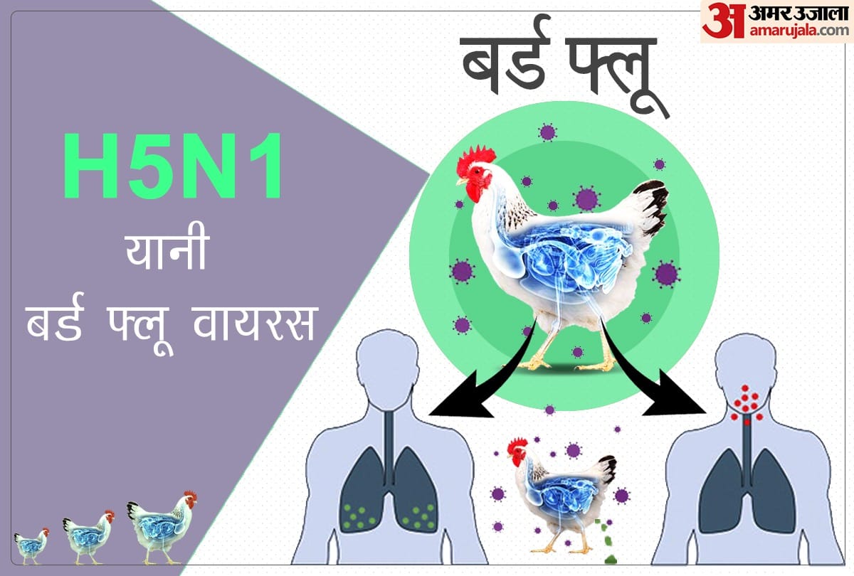 Bird flu in India avian influenza strain