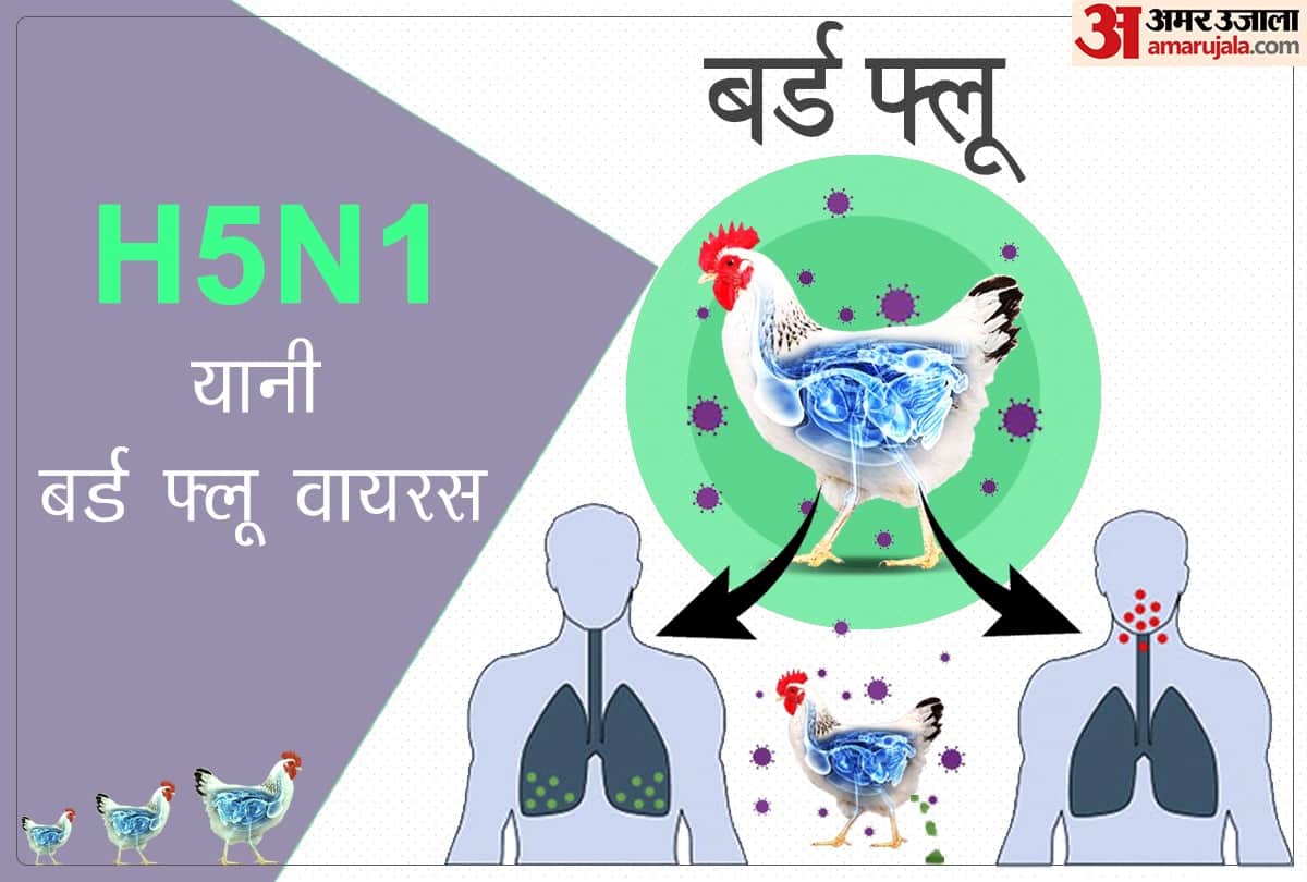 know why does bird flu often come in india