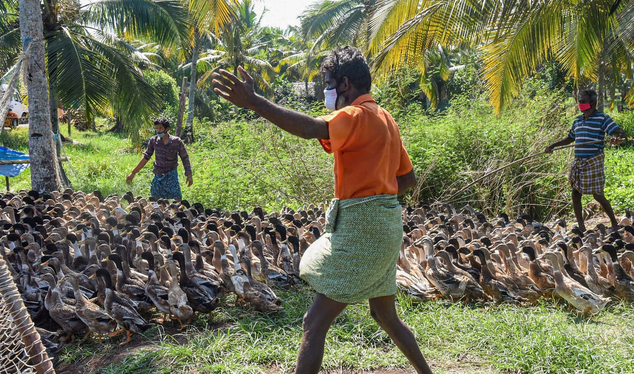 bird flu update four states confirmed to have bird flu in their states rajasthan kerala madhya pradesh