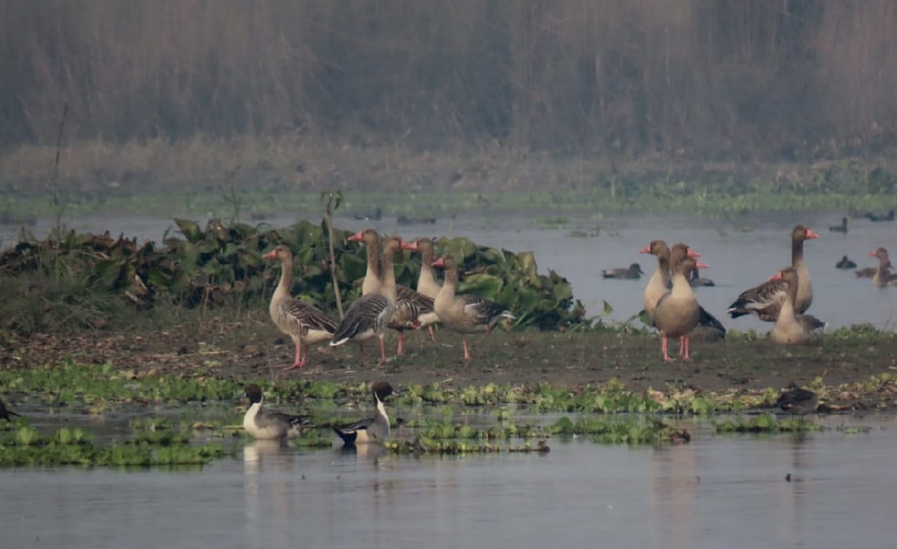 Bijnor: The number of migratory birds increased with decreasing temperature