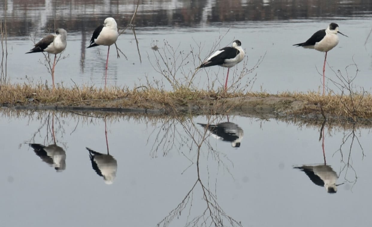 Birds counted in Haiderpur Wetland, more than thirteen thousand birds seen