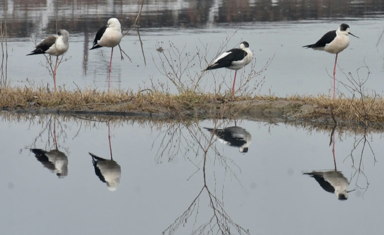 Bijnor: The number of migratory birds increased with decreasing temperature