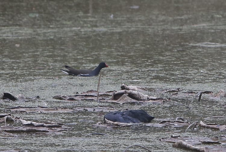 Bird found dead on Sukhna Lake In Chandigarh