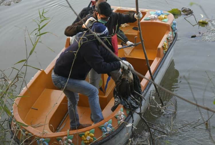 Four birds found dead near Sukhna Lake Amid bird flu cases reported in Many States