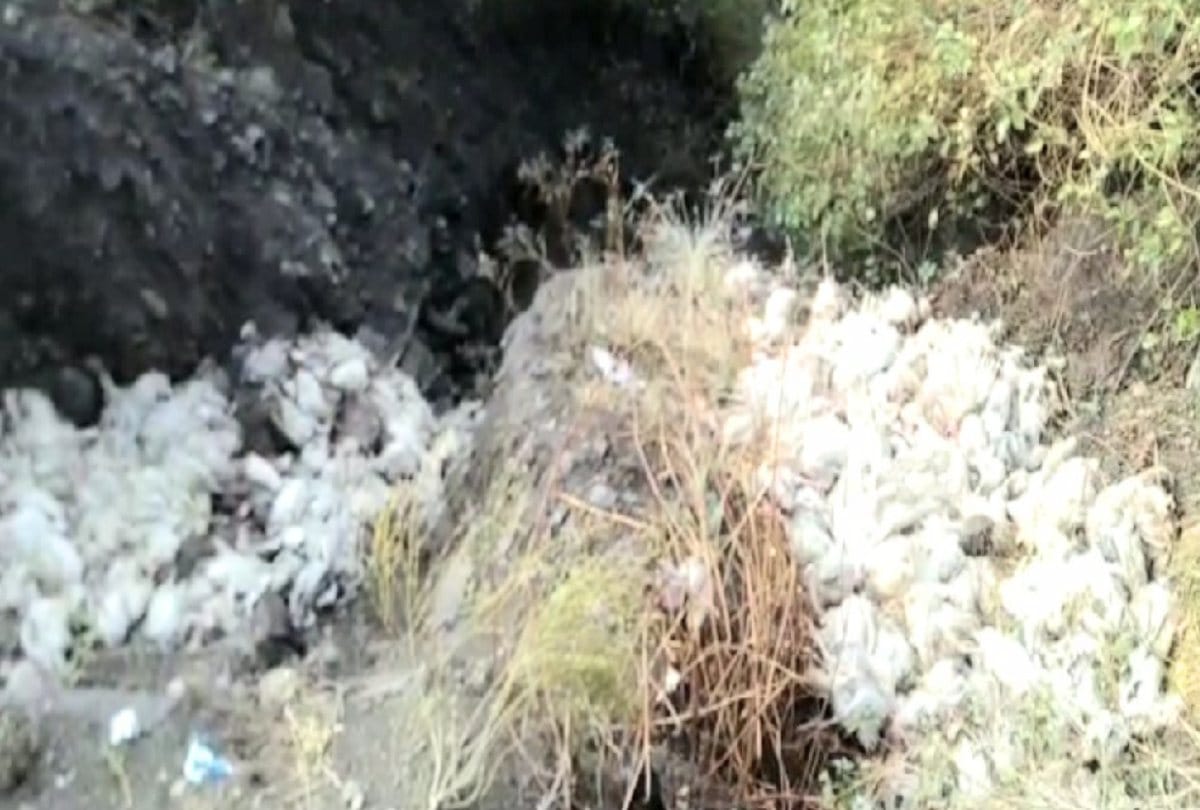 Himachal News: Hundreds of chickens died of bird flu in Solan