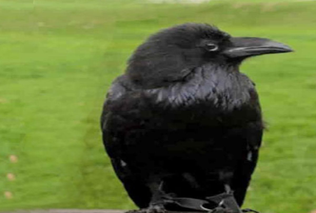 20 dead crows found in Bilaspur, froth was coming out from the beak