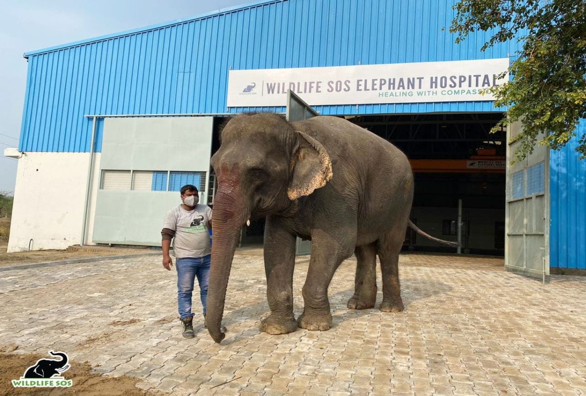 Wildlife SOS Rescues Injured Elephant And Admitted Elephant Hospital Mathura