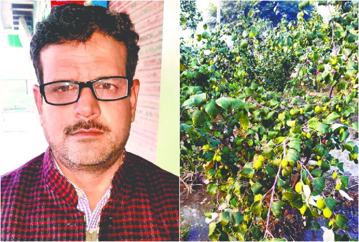 Apple Plum Grown In Farm Narkhi Farmer Change Crop