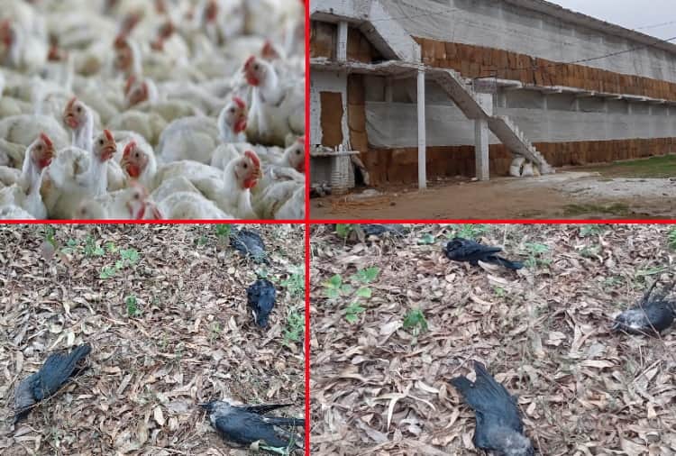 Haryana reports over four lakh poultry deaths in 10 days