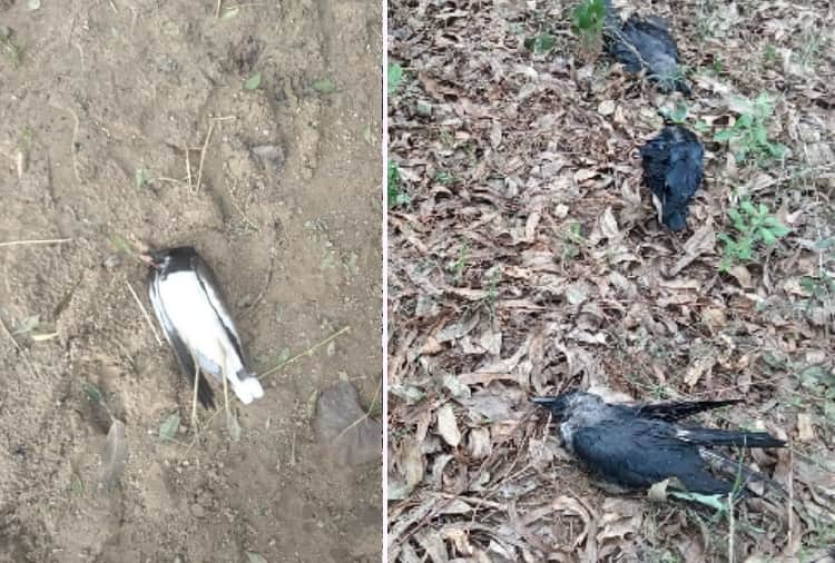 Haryana reports over four lakh poultry deaths in 10 days