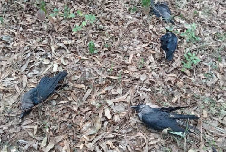 Haryana reports over four lakh poultry deaths in 10 days